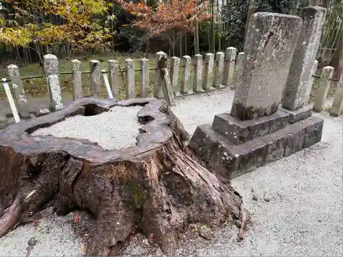 オオハラオオトシジンジャ(兵庫県)