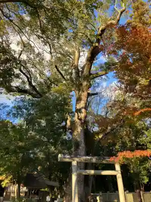 伊弉諾神宮(兵庫県)