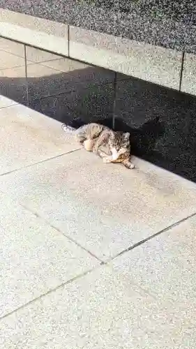 白金氷川神社の動物