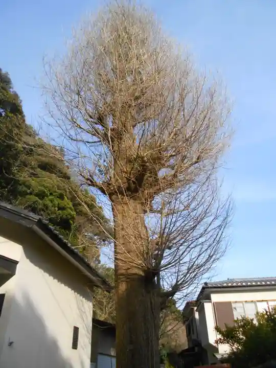 甘縄神明神社(甘縄神明宮)の自然