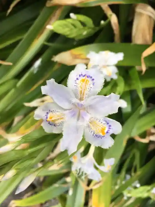 靖國神社の自然