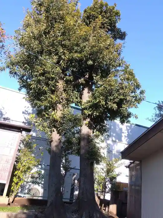 金刀比羅神社(埼玉県)