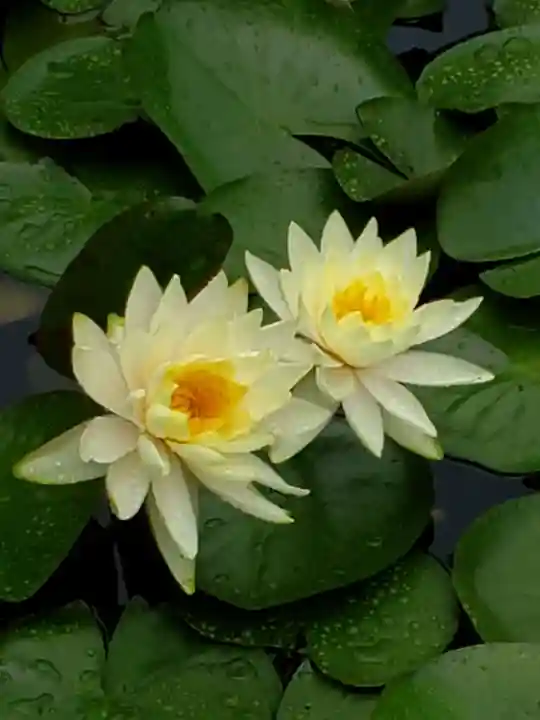 明治神宮の自然