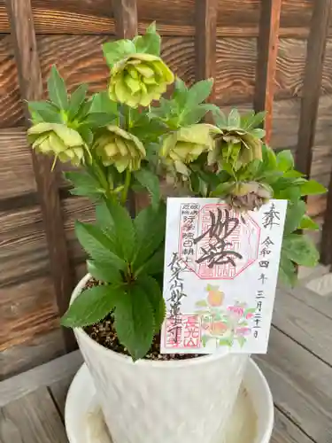 妙蓮寺(神奈川県)