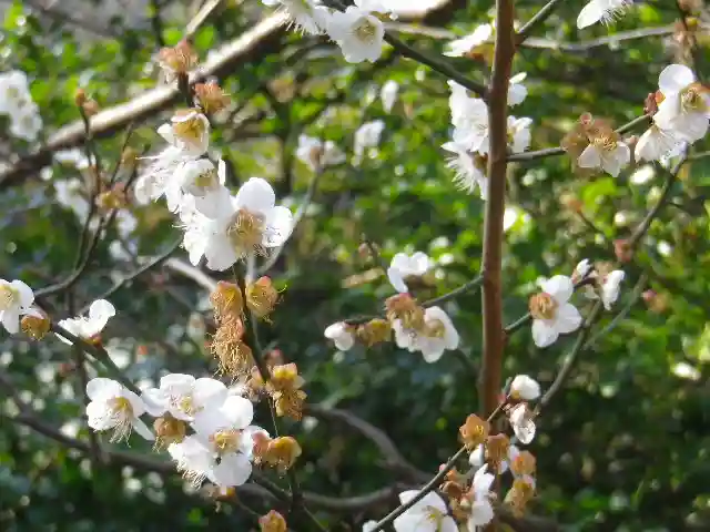 御霊神社の自然