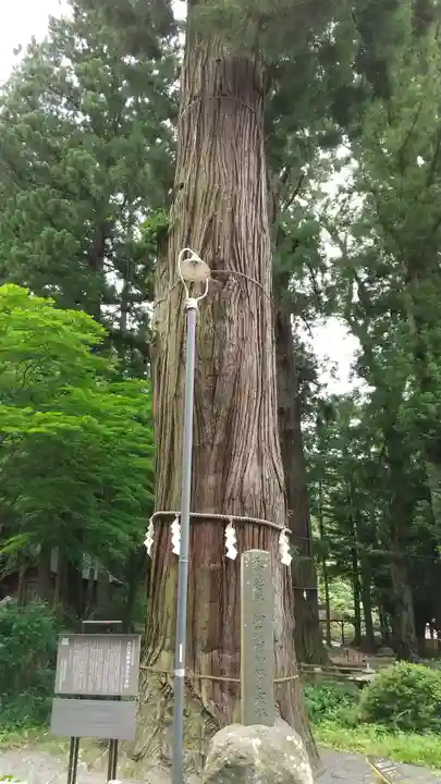 河口浅間神社の自然