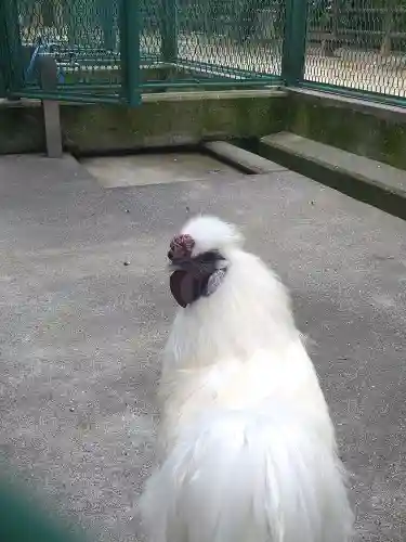 阿智神社の動物