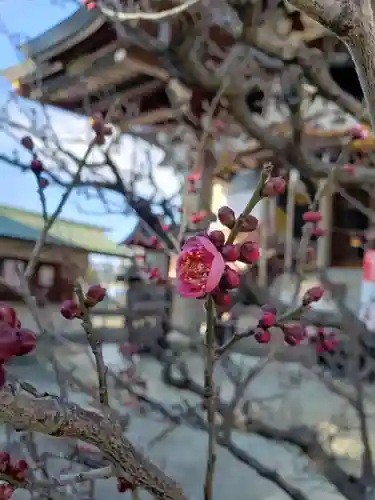 諏訪神社の自然