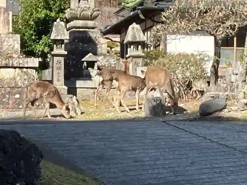 久遠寺の{uncategorized: "未分類", other: "その他", undefined: "問題あり", building: "その他建物", grave: "お墓", sacred_gate: "鳥居", guardian: "狛犬", statue: "像", buddha: "仏像", history: "歴史", nature: "自然", garden: "庭園", animal: "動物", pagoda: "塔", temizu: "手水舎", mountain_gate: "山門・神門", sanctuary: "本殿・本堂", subordinate: "末社・摂社", art: "芸術", scenery: "景色", jizo: "地蔵", ema: "絵馬", goshuin: "御朱印", omikuji: "おみくじ", items: "授与品その他", amulet: "お守り", goshuincho: "御朱印帳", eats: "食事", festival: "お祭り", votive_dance: "神楽", shichigosan: "七五三参", wedding: "結婚式", experience: "体験その他", initially: "初詣", around: "周辺", anti_infection: "感染症対策"}