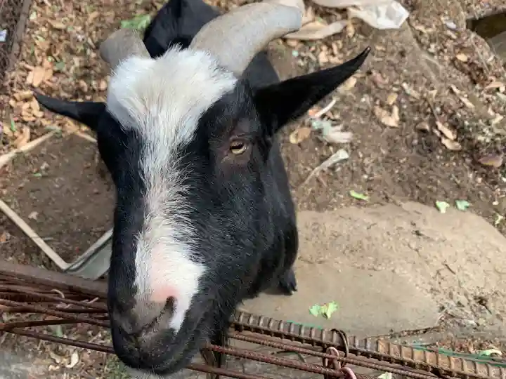 賀茂別雷神社の動物