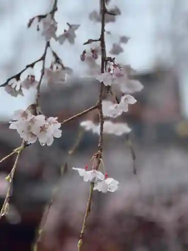 富士山本宮浅間大社(静岡県)