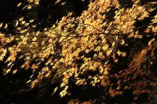 磐椅神社の自然