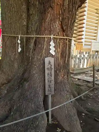 諏訪神社の自然