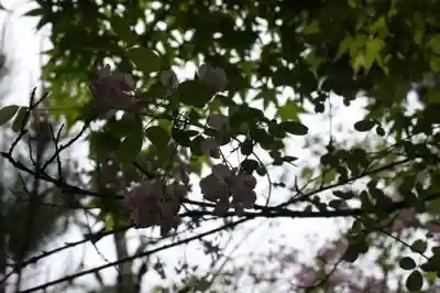 西應寺(滋賀県)