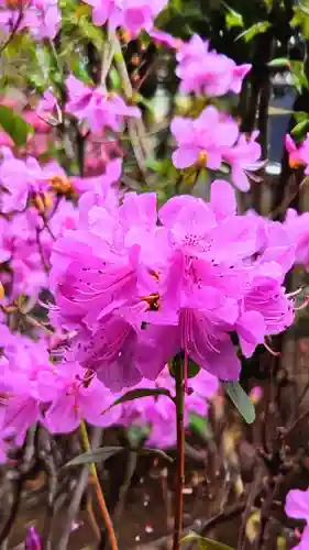大宮・大原神社の自然