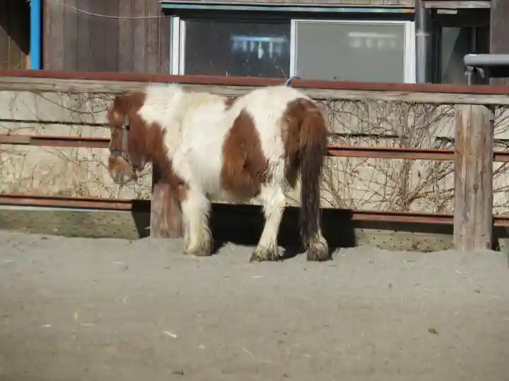 小室浅間神社の動物