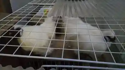 榮久山大法寺の動物