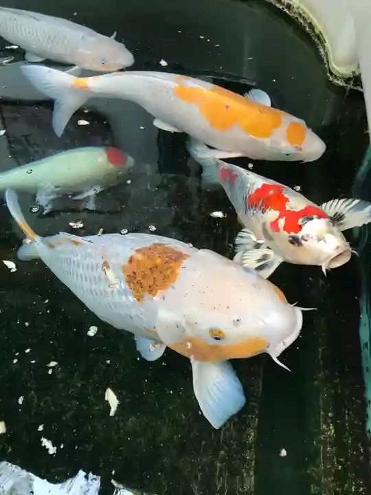 大聖観音寺(あびこ観音)の動物