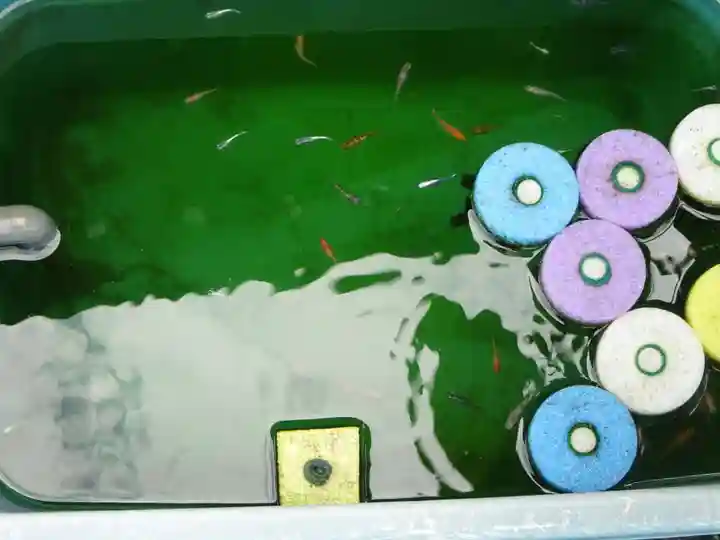 伊勢原 法泉寺の動物