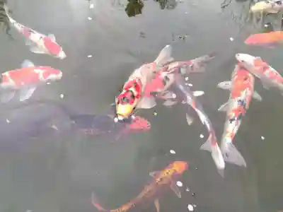 高善寺(福井県)