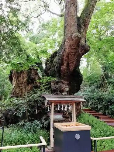 來宮神社の自然