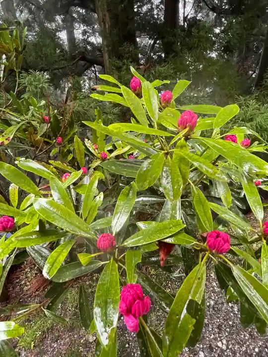 玉置神社の自然