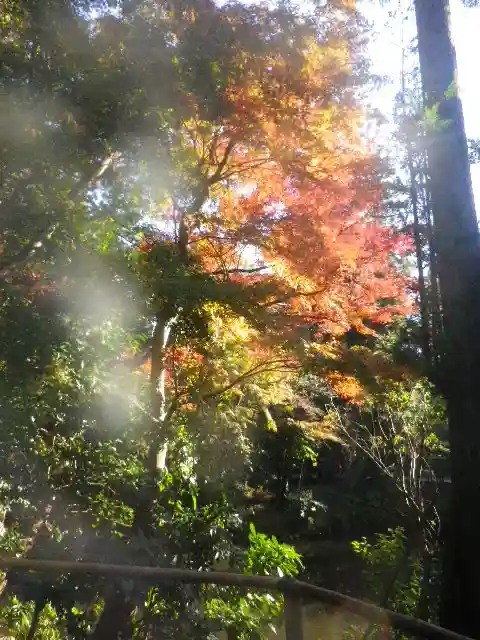 鶴岡八幡宮の自然