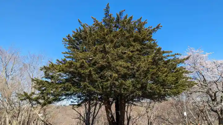 釧路神社の自然