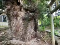 楠上神社(高知県)