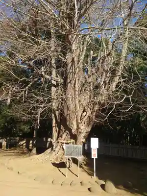 峯ヶ岡八幡神社(埼玉県)