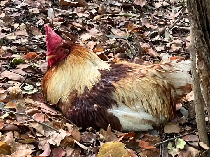 熱田神宮(愛知県)