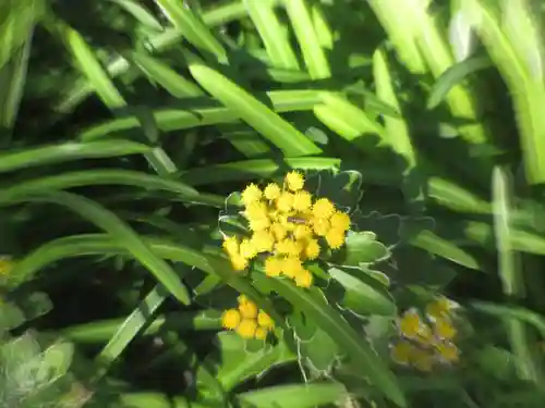 大巧寺(神奈川県)