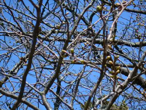 極楽寺（霊鷲山感應院極楽律寺）の自然