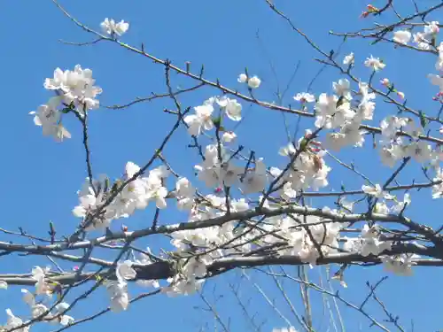 鶴岡八幡宮の自然
