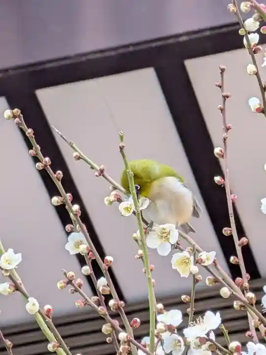 熊野神社(東京都)