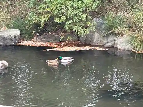 和樂備神社(埼玉県)