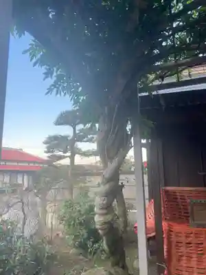 白藤稲荷社の自然