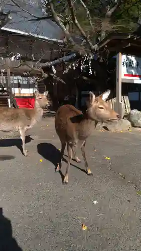 金華山黄金山神社の動物