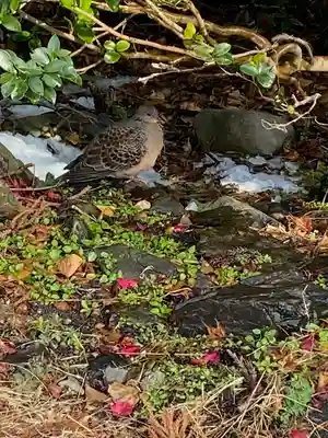 椿大神社(三重県)
