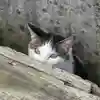 番猫