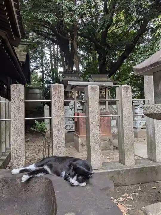 八幡社(柏井町)の動物
