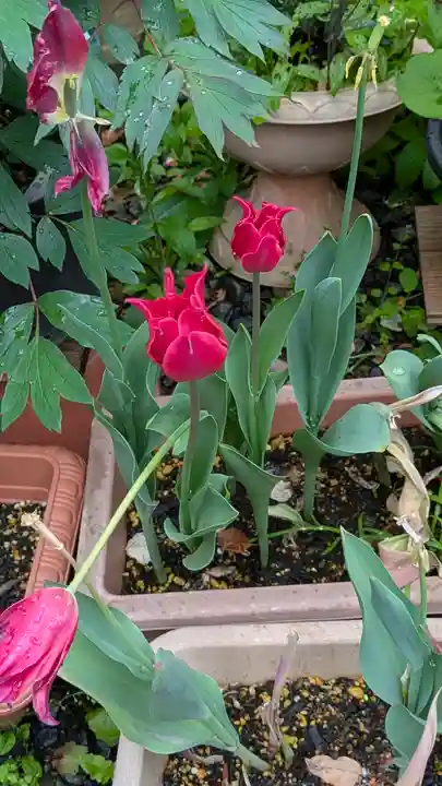 行願寺(革堂)(京都府)