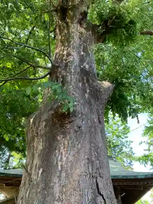 八坂神社（葛生町）の自然