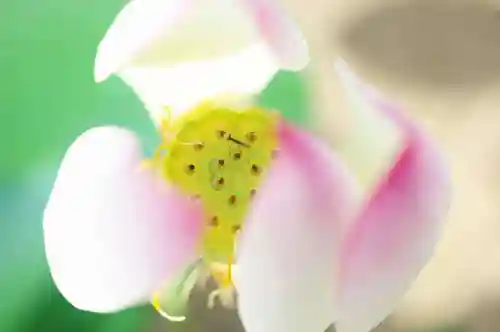 浄土寺(兵庫県)