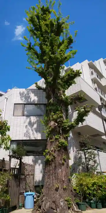 高輪神社の自然