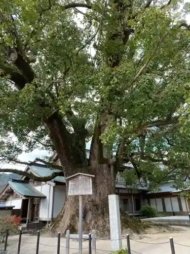太宰府天満宮の自然