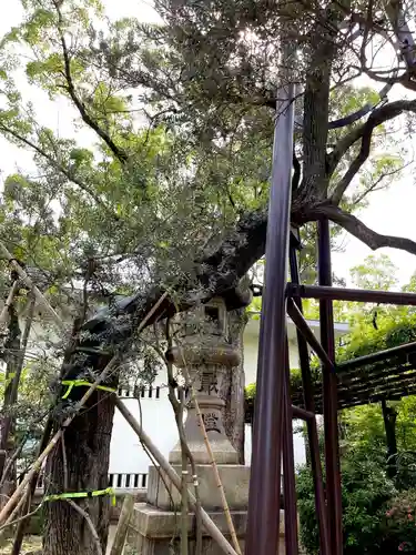 湊川神社の自然