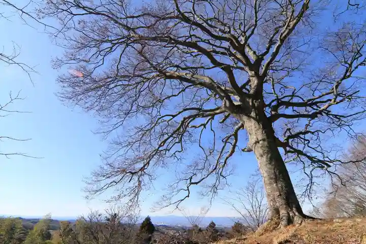 白山比咩神社の自然
