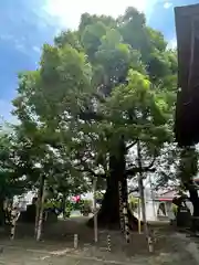 草木八幡神社(福岡県)