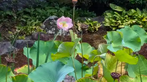 本法寺(京都府)